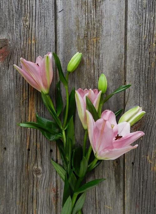 3/S LIGHT PINK L.A. HYBRID LILIES